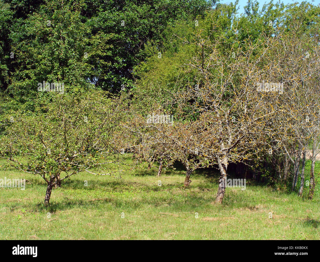 Apple tree lost all leaves from drought stress caused by fire blight or