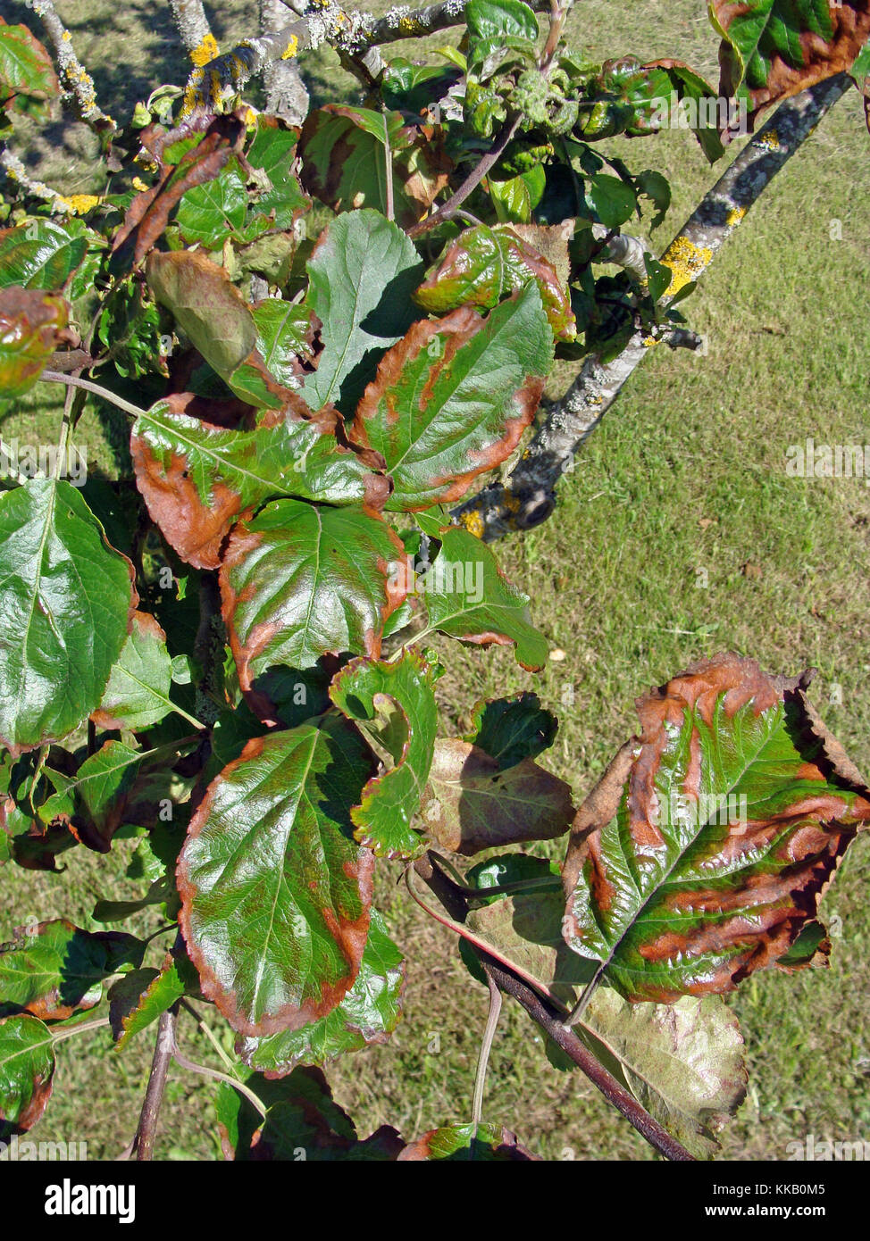 Apple tree leaves brown from drought stress caused by fire