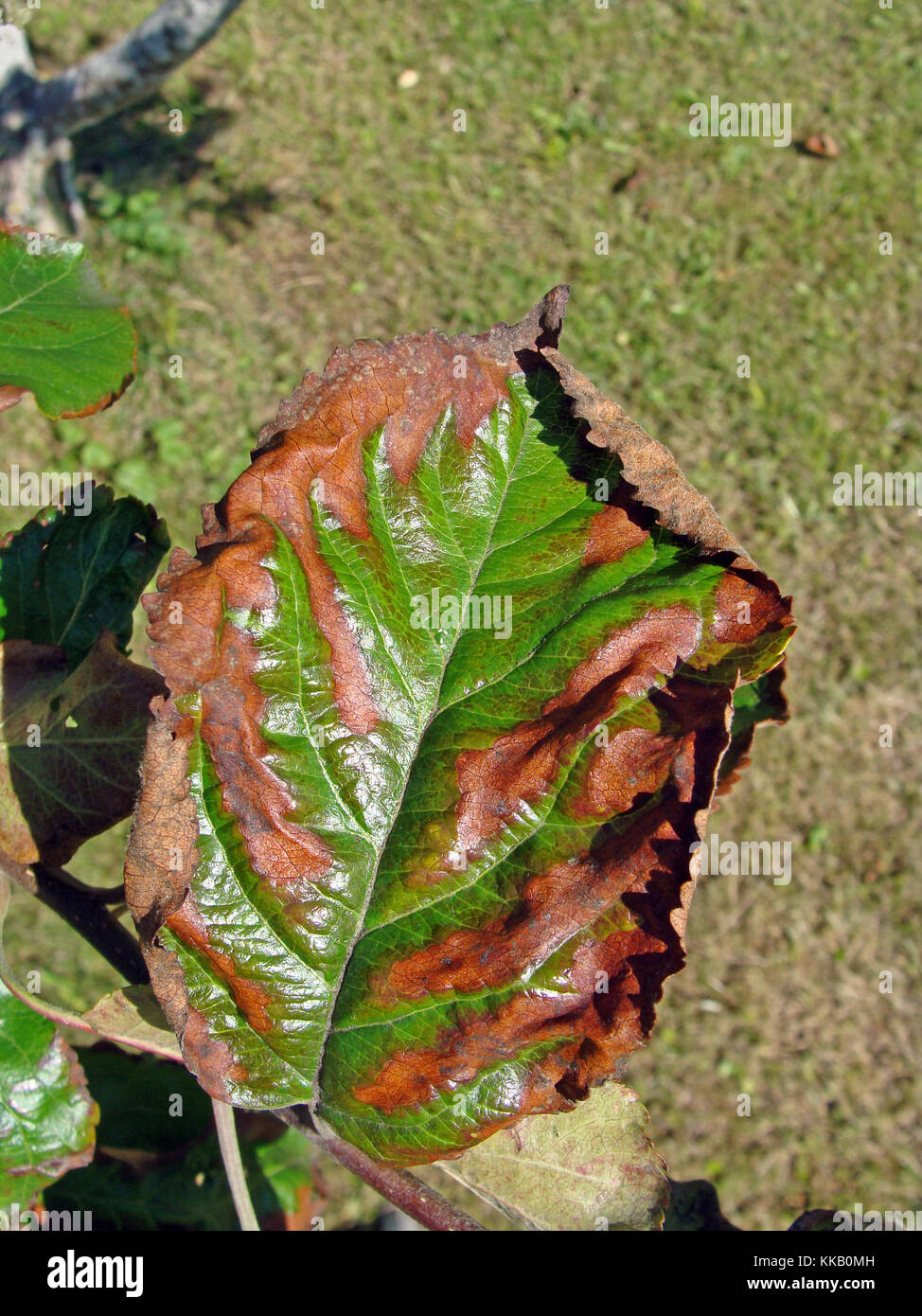 Apple tree leaves brown from drought stress caused by fire