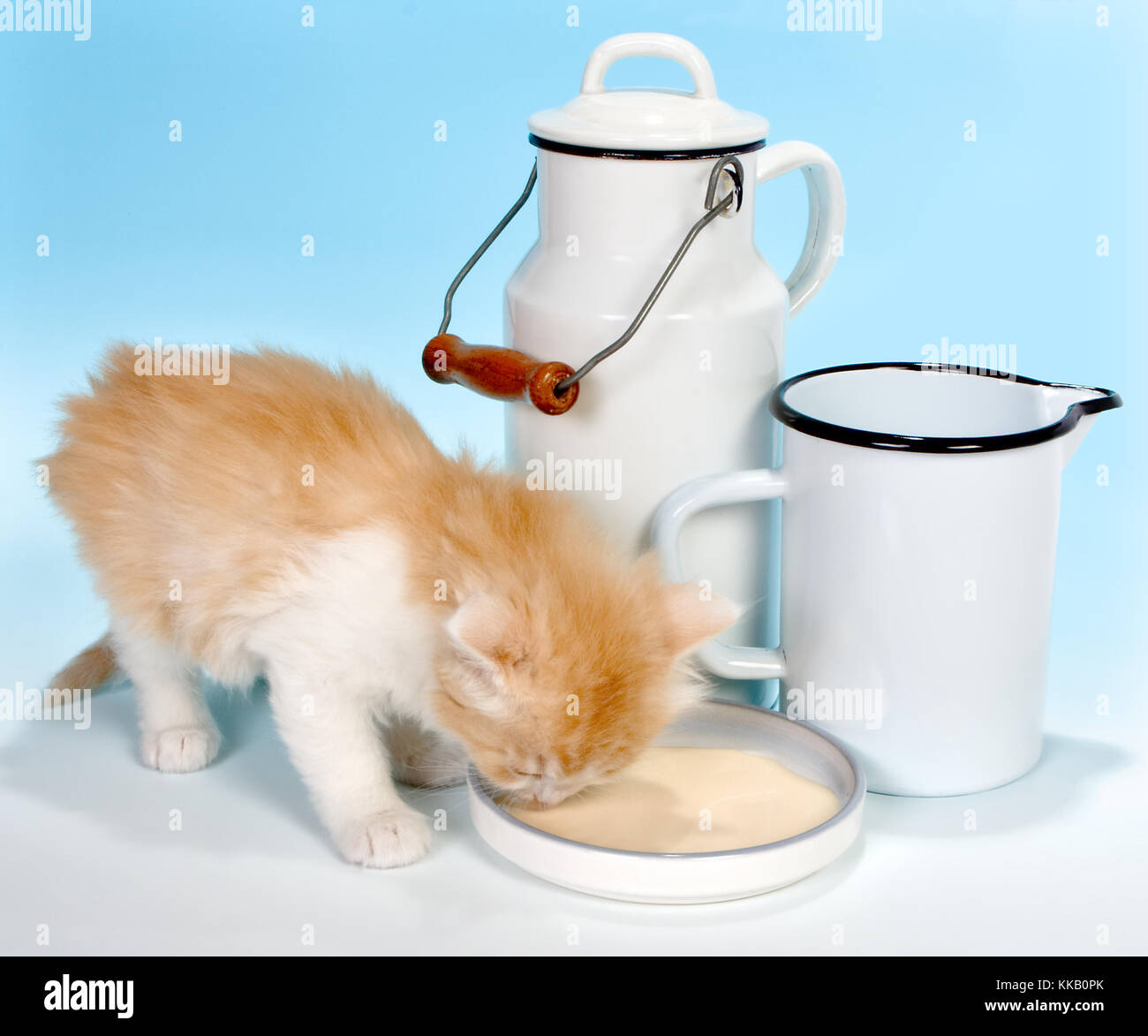 Six weeks old red kitten drinking milk Stock Photo Alamy