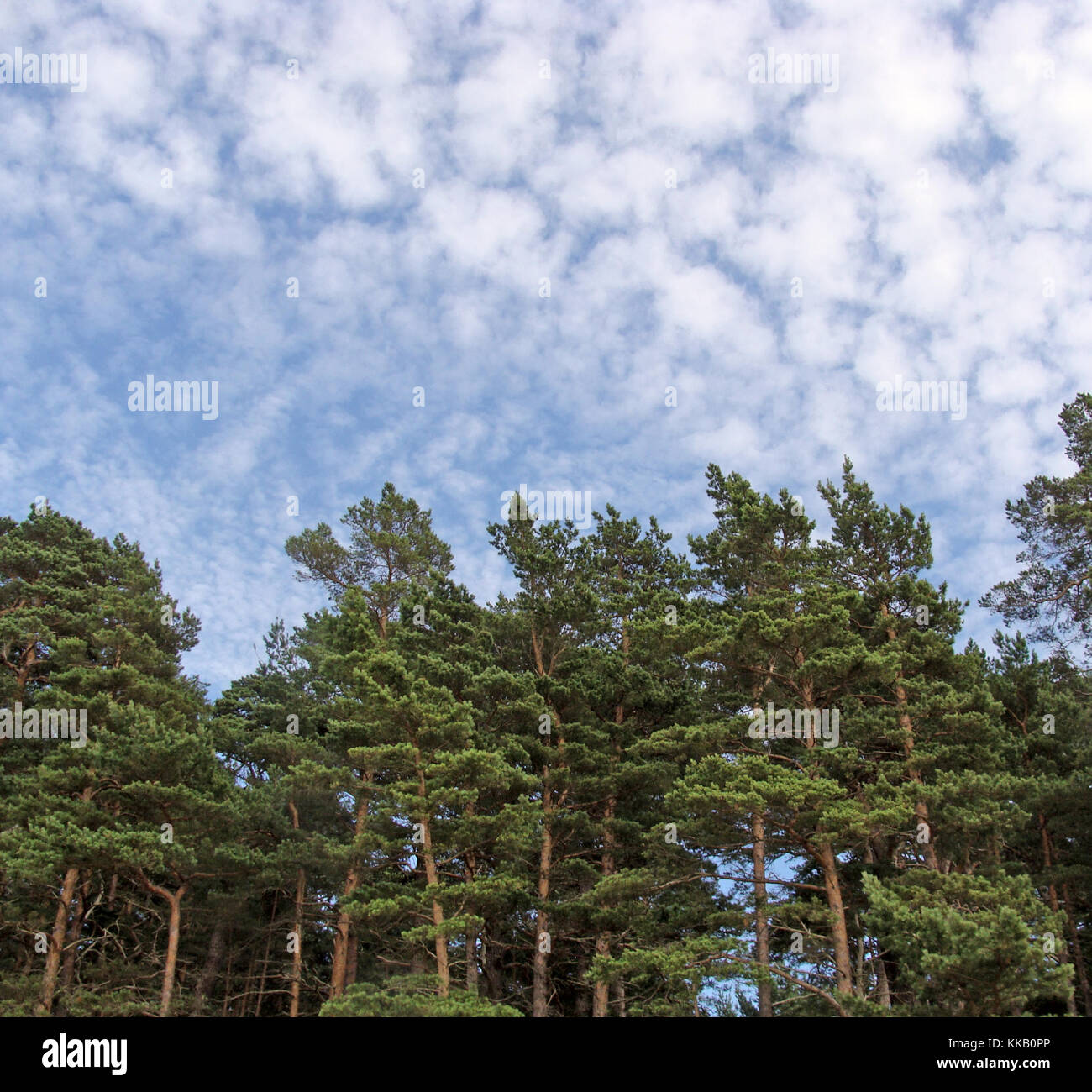 Blue sky with small clouds over pine tree forest Stock Photo - Alamy