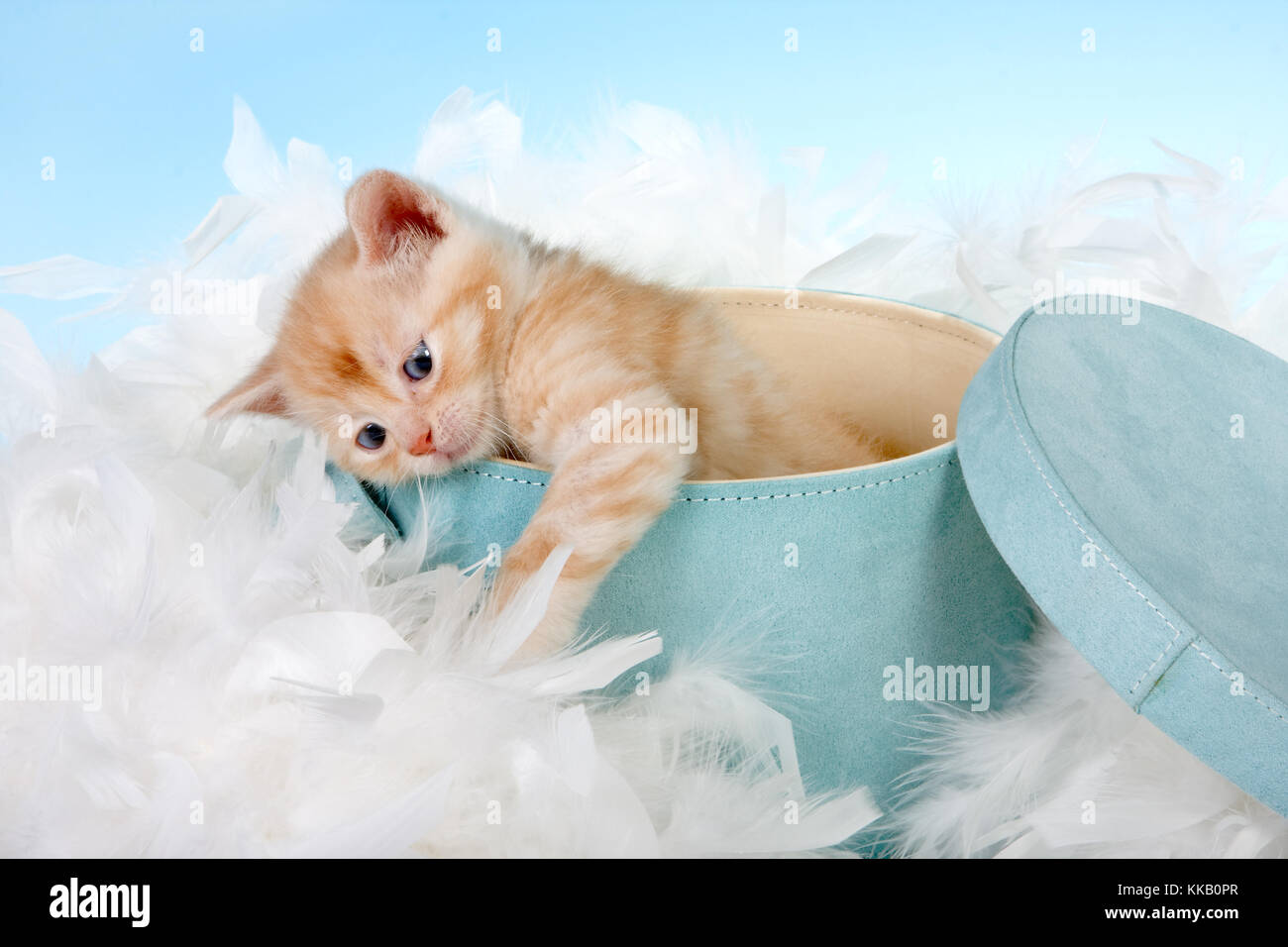 how to care for a 6 week old kitten