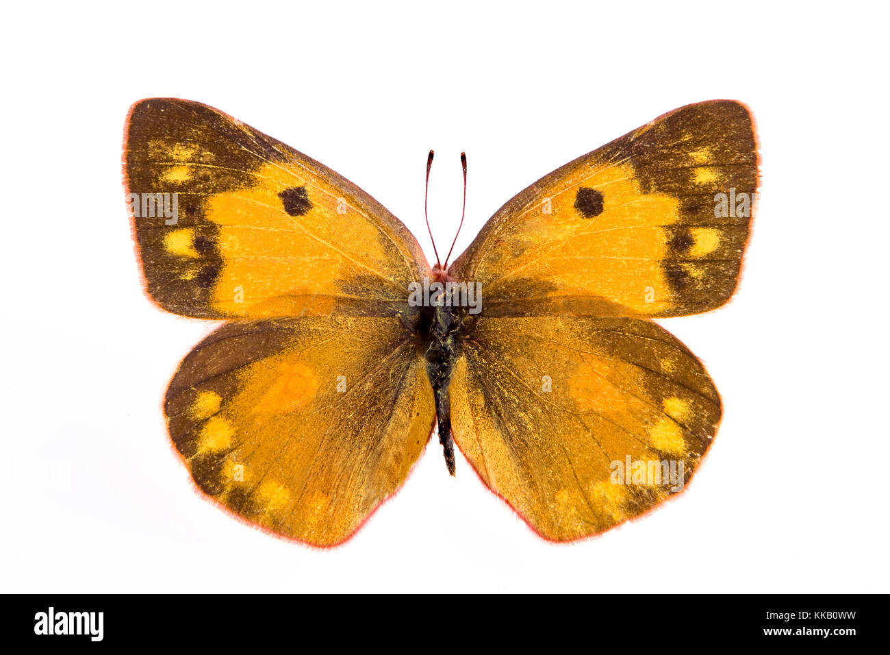 Colias eurytheme or the Orange Sulphur butterfly Stock Photo