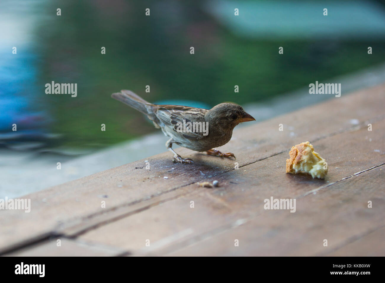 Bird eating bread Stock Photo Alamy