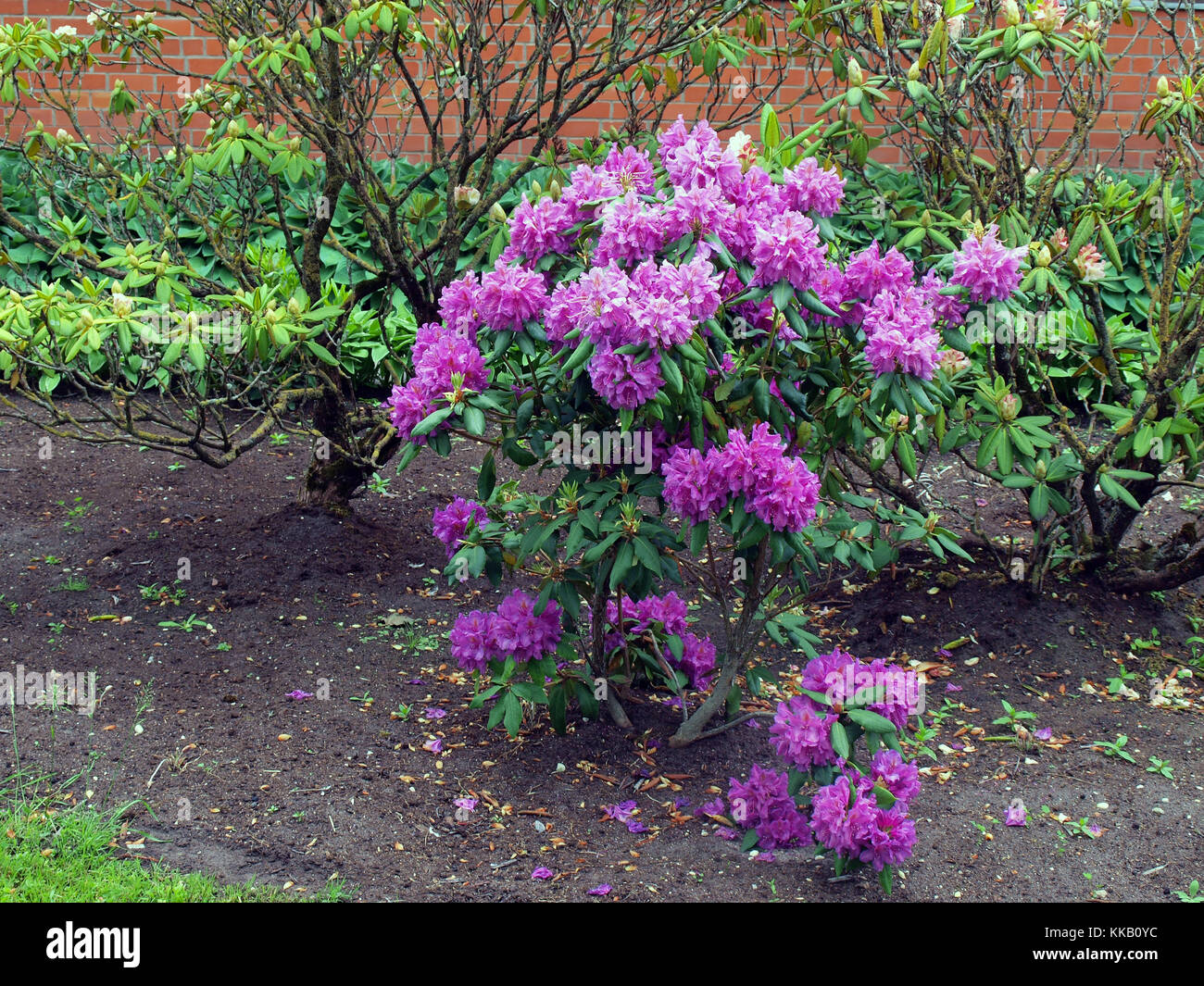 Rhododendron bush in flower bed with reddish purple blossoms Stock Photo