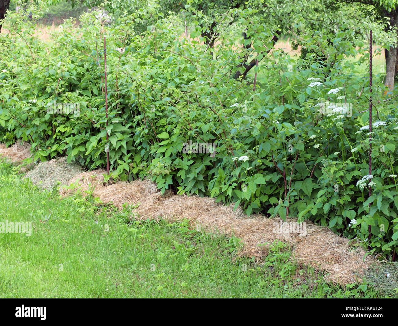 Row of raspberries shrubs mulched with hay or straw Stock Photo - Alamy