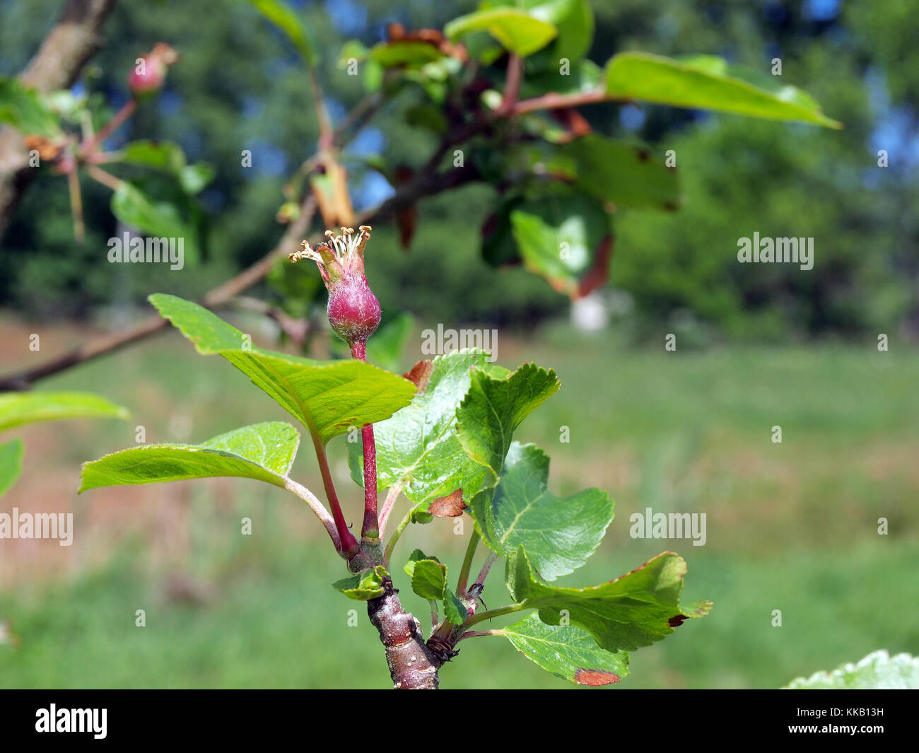 Young unripe apple fruitlets on tree branch close up Stock Photo - Alamy