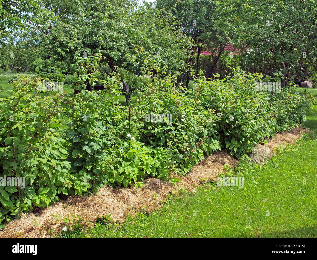 Row of raspberries shrubs mulched with hay or straw Stock Photo - Alamy