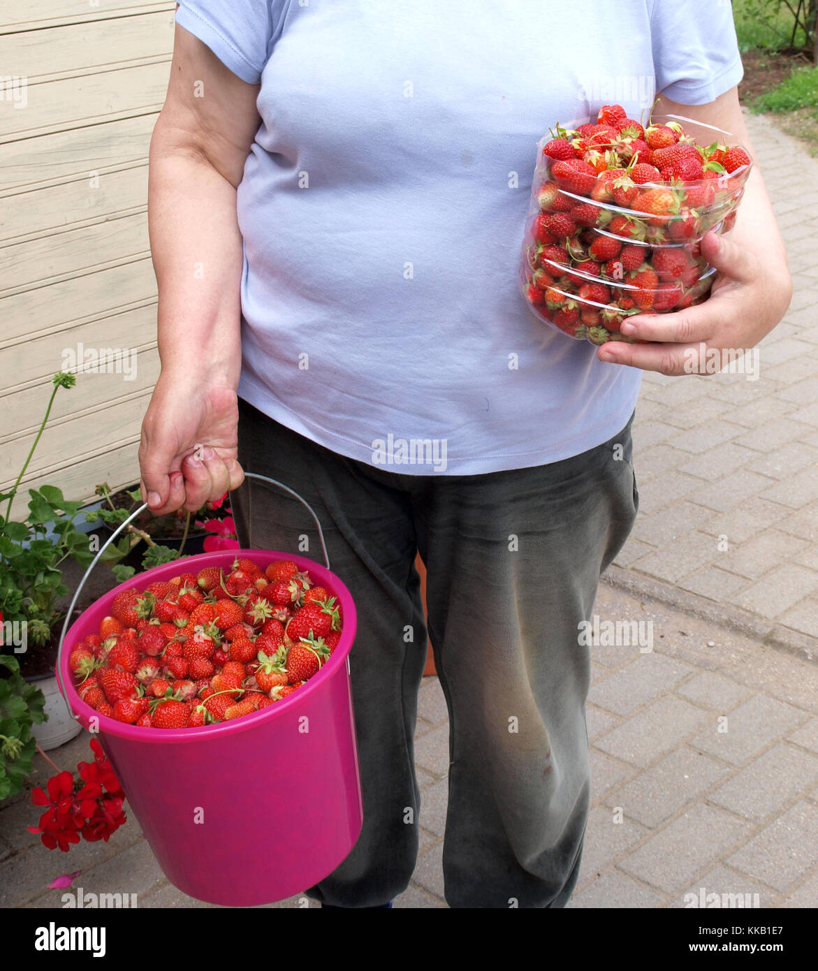 Gardener holding plastic bucket and box full of harvested strawberries Stock Photo