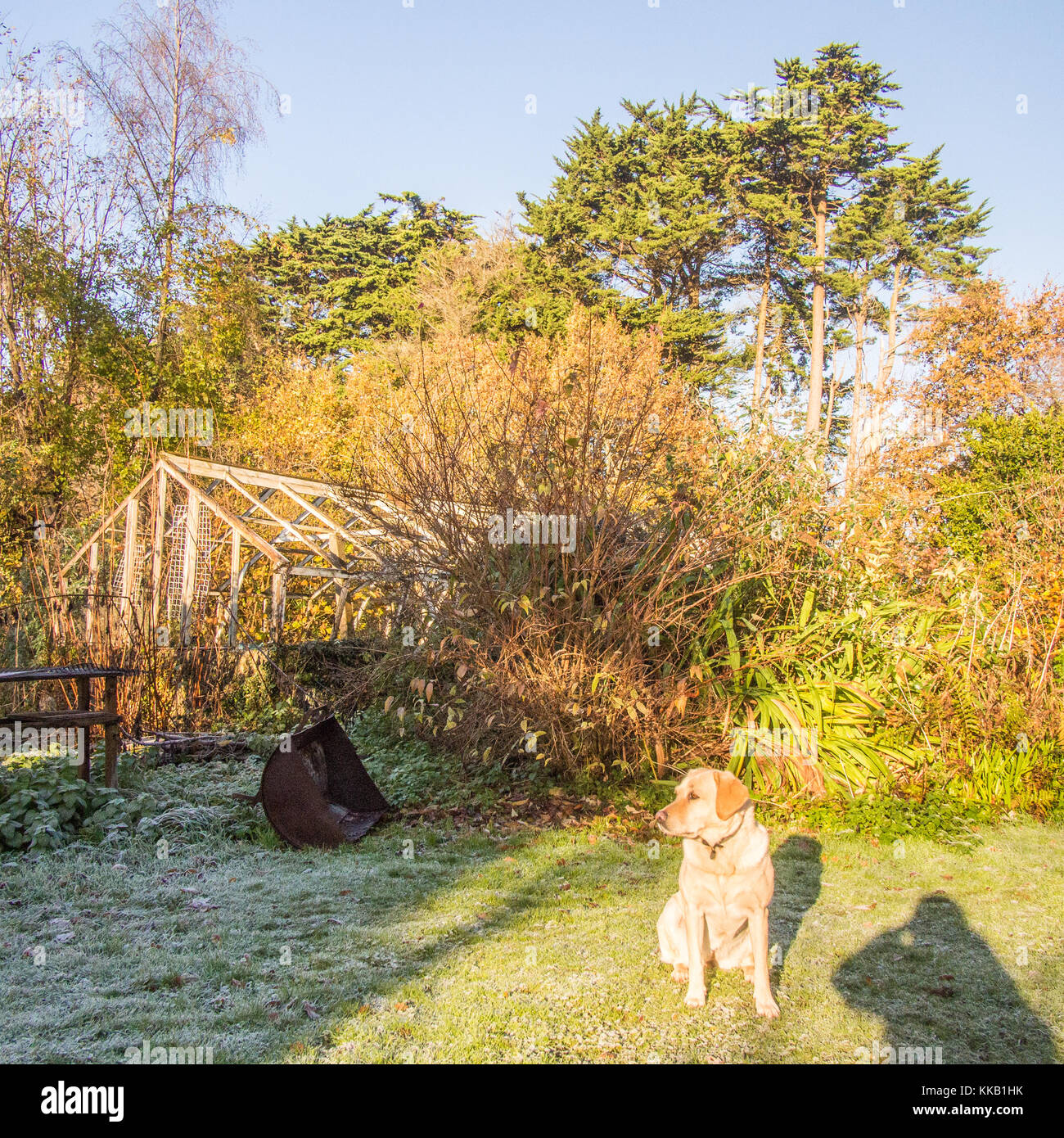 Dog sitting in a Smallholding in the autumn in Dartmoor, Devon, England