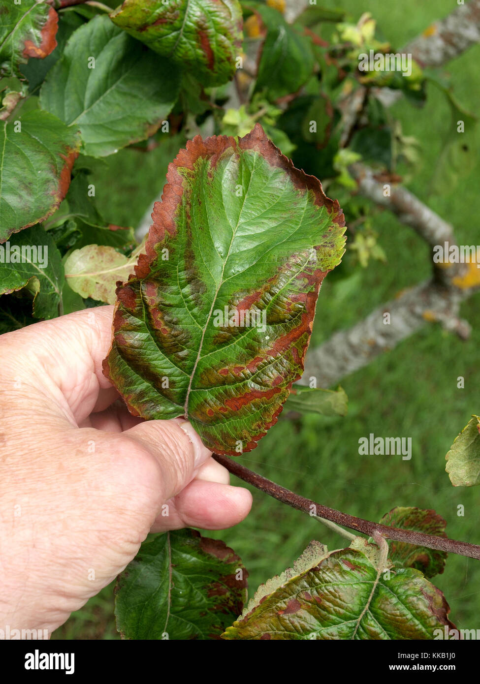 Apple tree leaves with brown spots and edges damaged by infection ...