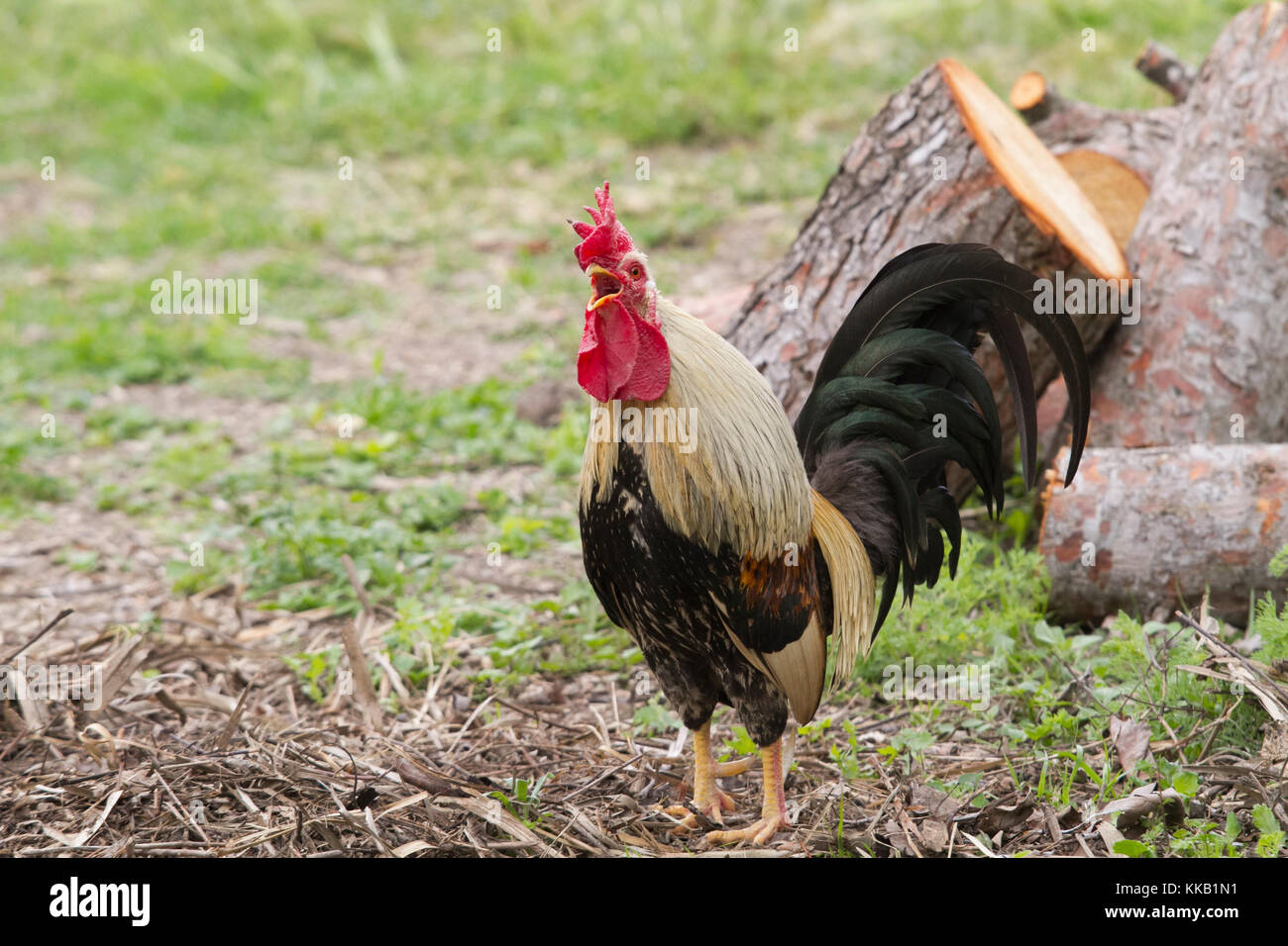 Rooster singing Stock Photo