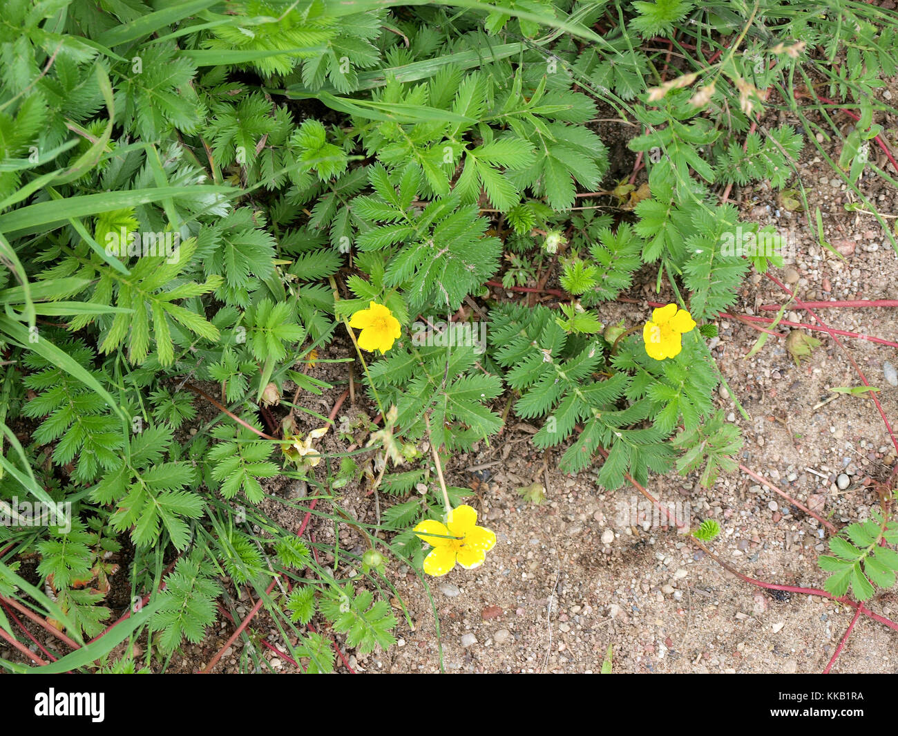 Flowering herbaceous plant silverweed named potentilla anserina or argentina anserina Stock Photo