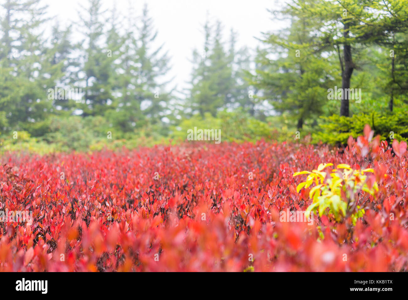 Blueberry bushes in autumn hires stock photography and images Alamy