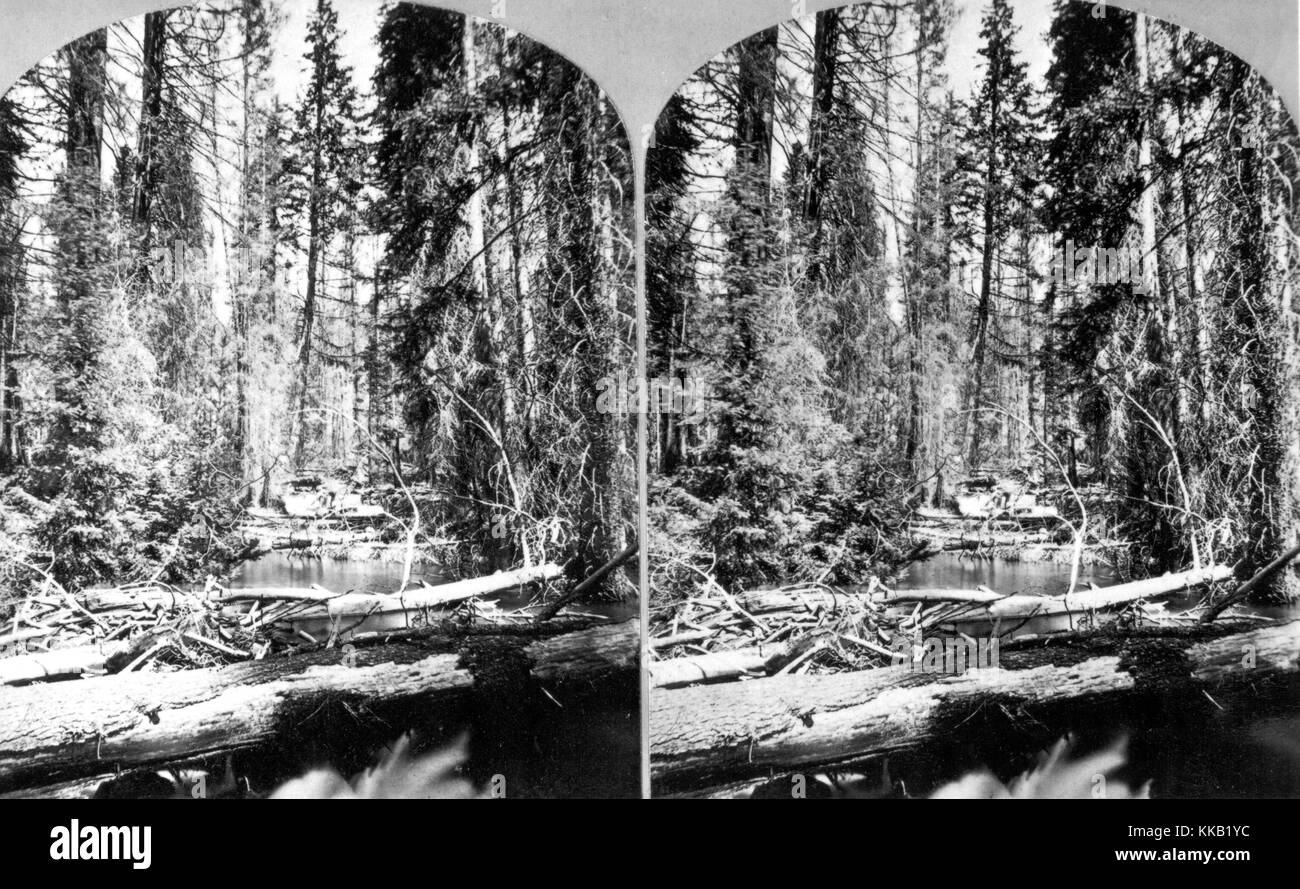 Stereograph of the section of the Teton River flowing through a heavily forested area, Teton County, Wyoming. Image courtesy USGS. 1872. Stock Photo