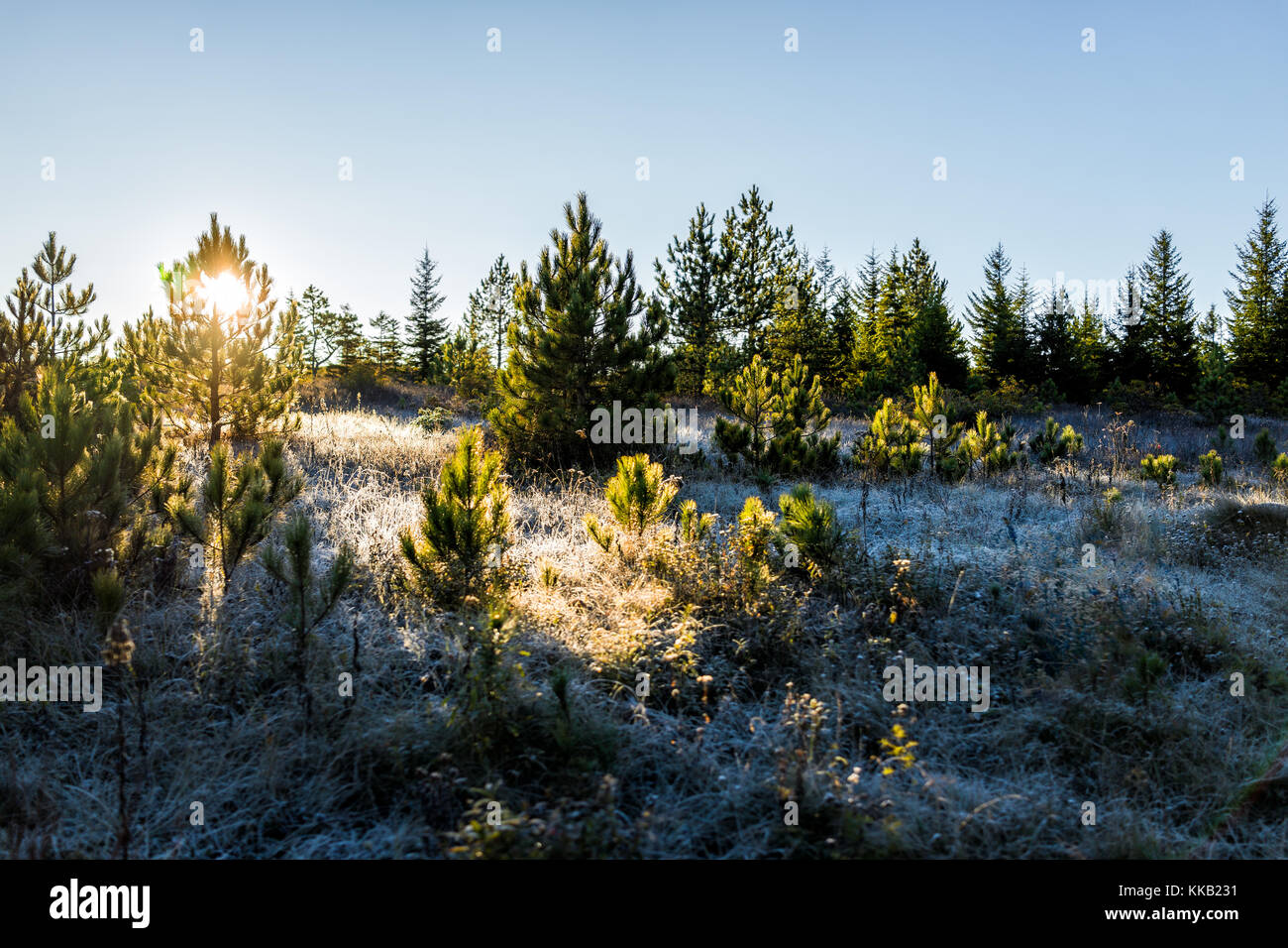 Frost winter landscape with pine trees and morning sun sunlight in Dolly Sods, West Virginia and ice covered plants, sunburst flare Stock Photo
