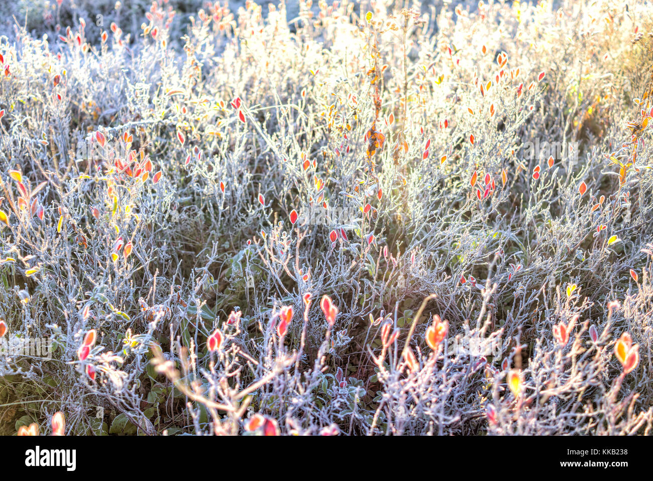 Many colorful red blueberry bushes in autumn fall showing detail, texture and pattern with frost