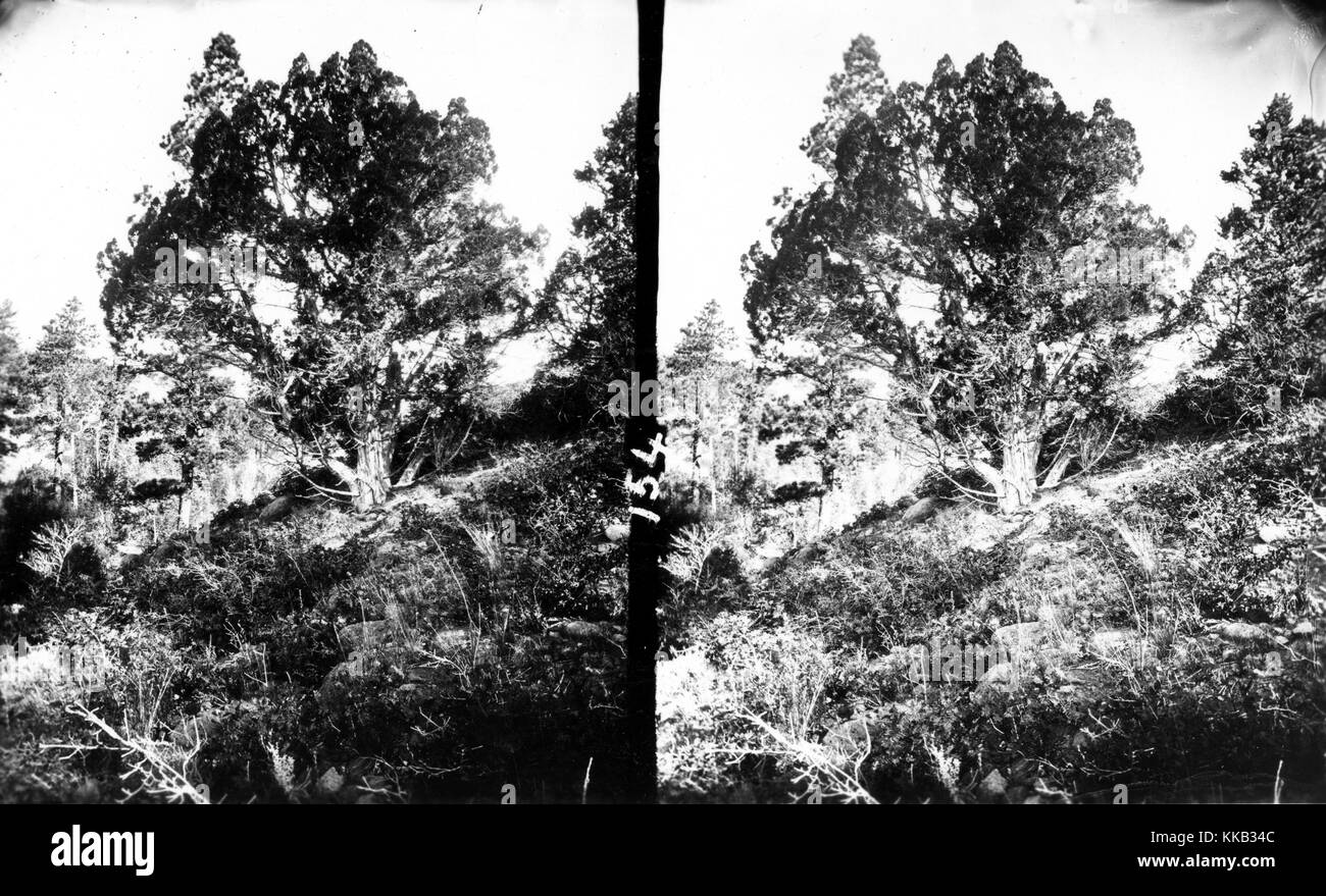 Stereograph of a very old cedar tree surrounded by smaller vegetation, Utah. Image courtesy USGS. 1875. Stock Photo