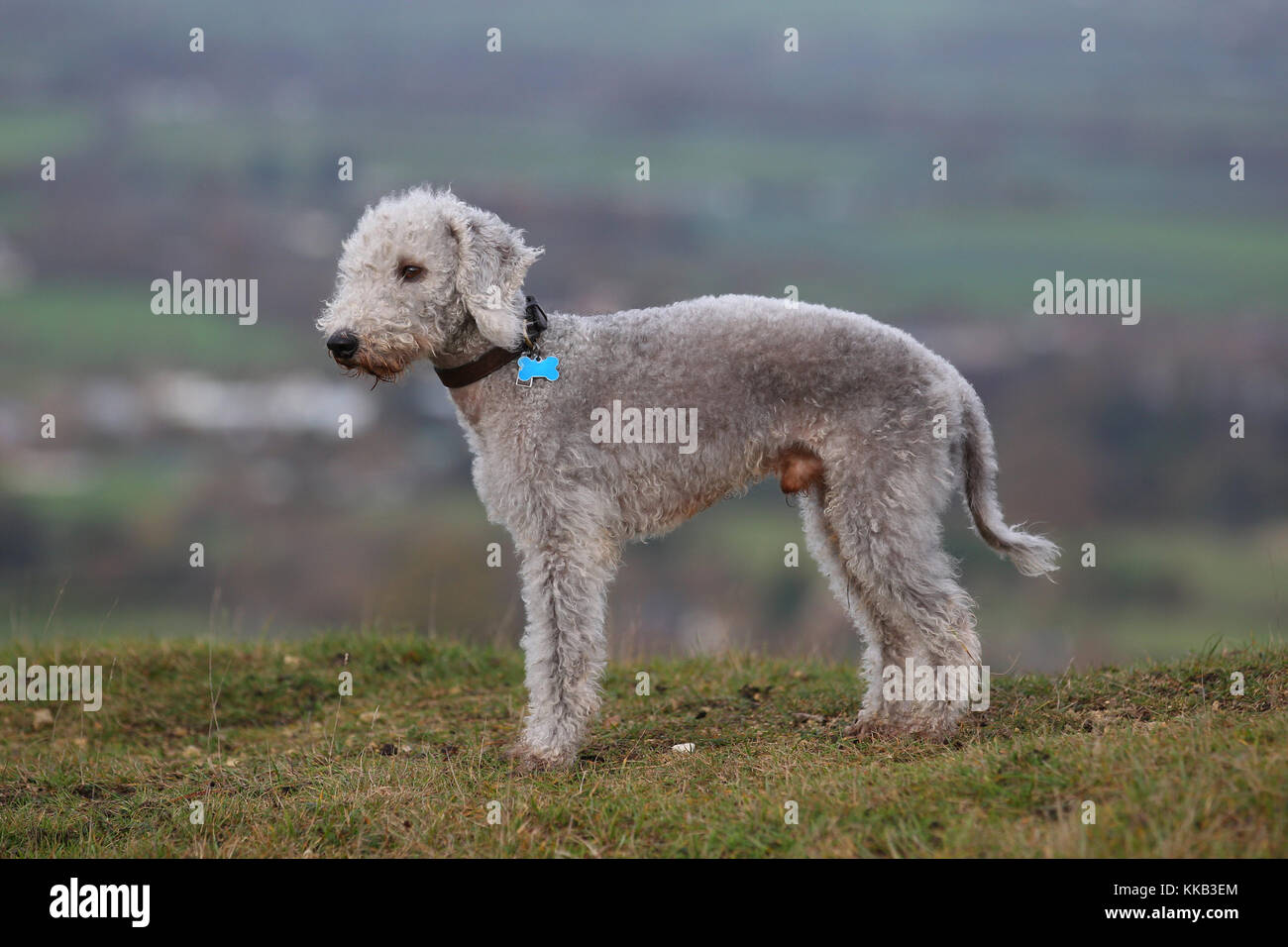 Terrier Bedlington Bedlington Terrier Rothbury Terrier Stock Photo