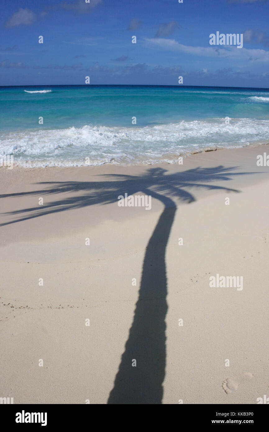 Palm Tree Shadow Stock Photo
