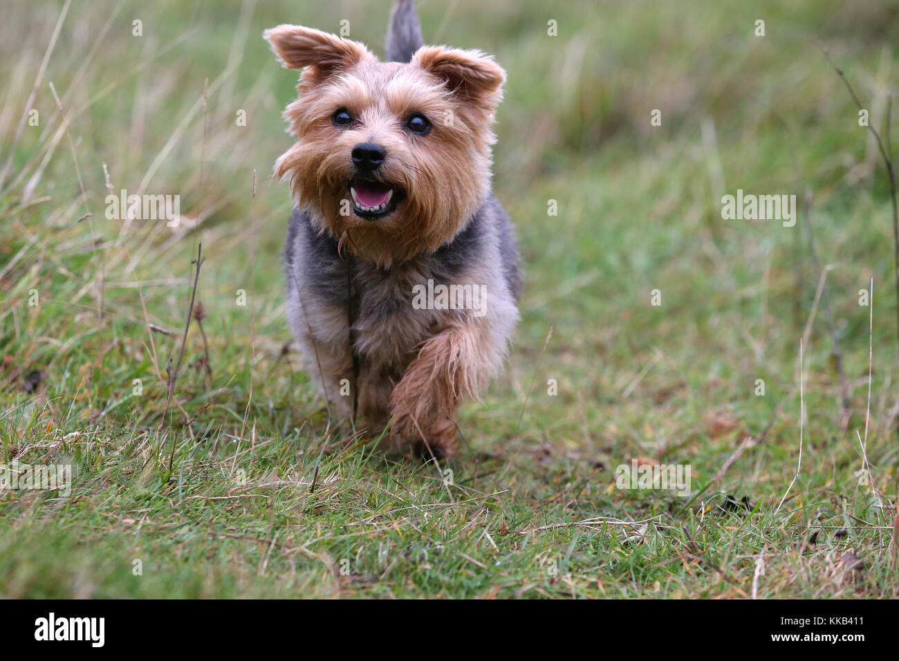 Terrier Norfolk High Resolution Stock Photography And Images Alamy Terrier Norfolk High Resolution Stock Photography And Images Alamy