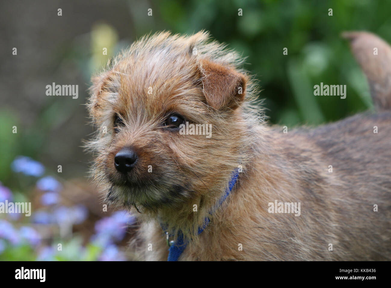 Terrier Norfolk Norfolk Terrier Puppy Stock Photo Alamy