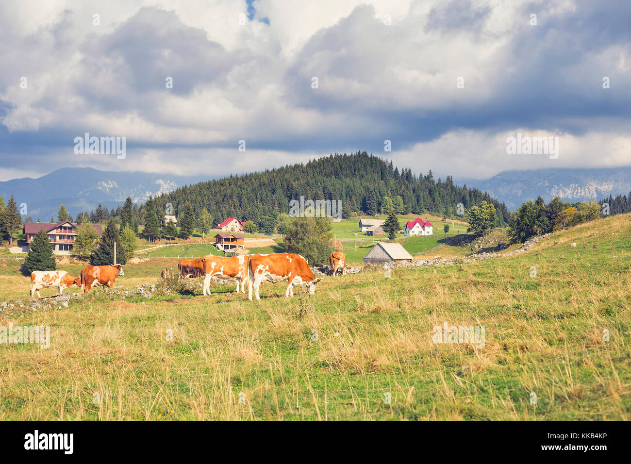 Cows grazing and old wood houses in romanian mountains Stock Photo