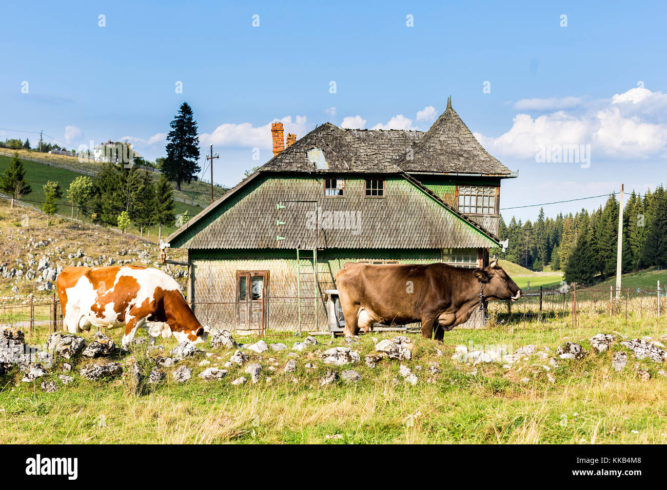 Europe cow old romanian traditonal hi-res stock photography and images -  Alamy