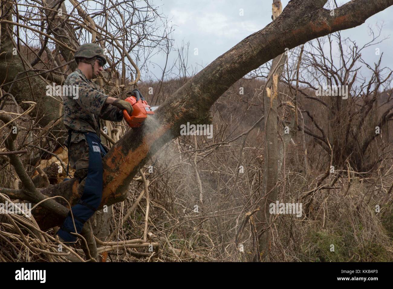 A U.S. Marine Corps soldier cuts down a tree blocking a road during relief efforts in the aftermath of Hurricane Maria September 25, 2017 in St. Croix, U.S. Virgin Islands.  (photo by Santino D. Martinez via Planetpix) Stock Photo