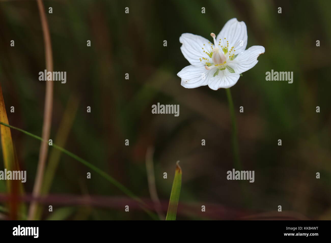 Beautiful blossom of the marsh grass of Parnassus (Parnassia palustris). Stock Photo