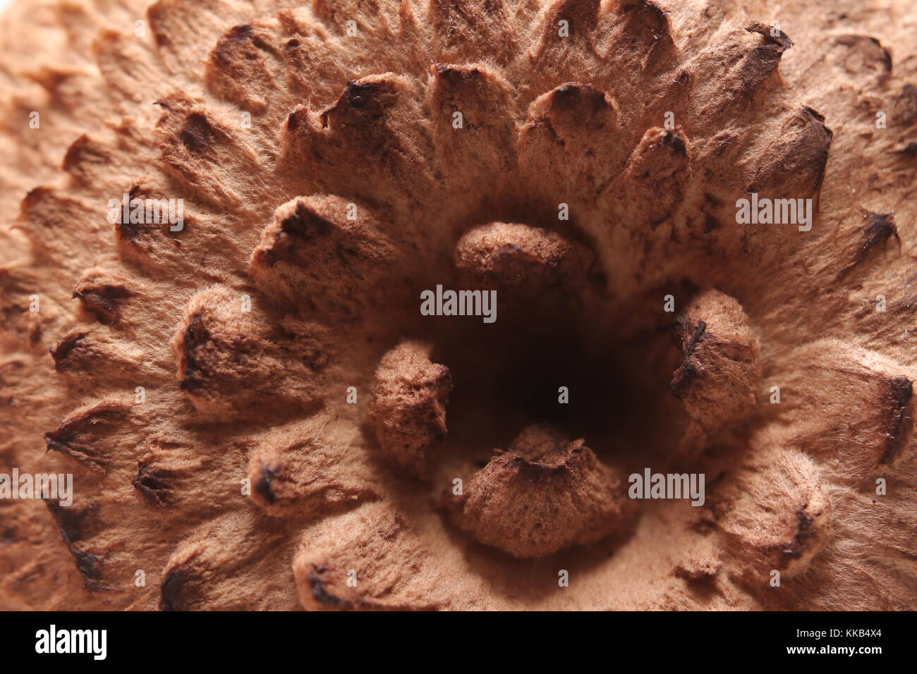 Detail of the cap of the mushroom Sarcodon imbricatus, the scaly hedgehog. Stock Photo