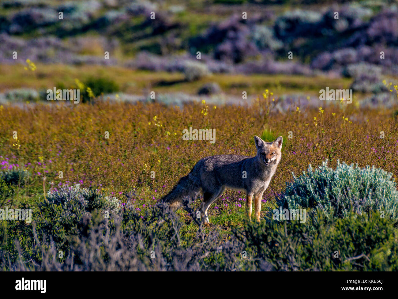 Red Fox at El Chalten. Santa Cruz, Argentina Stock Photo