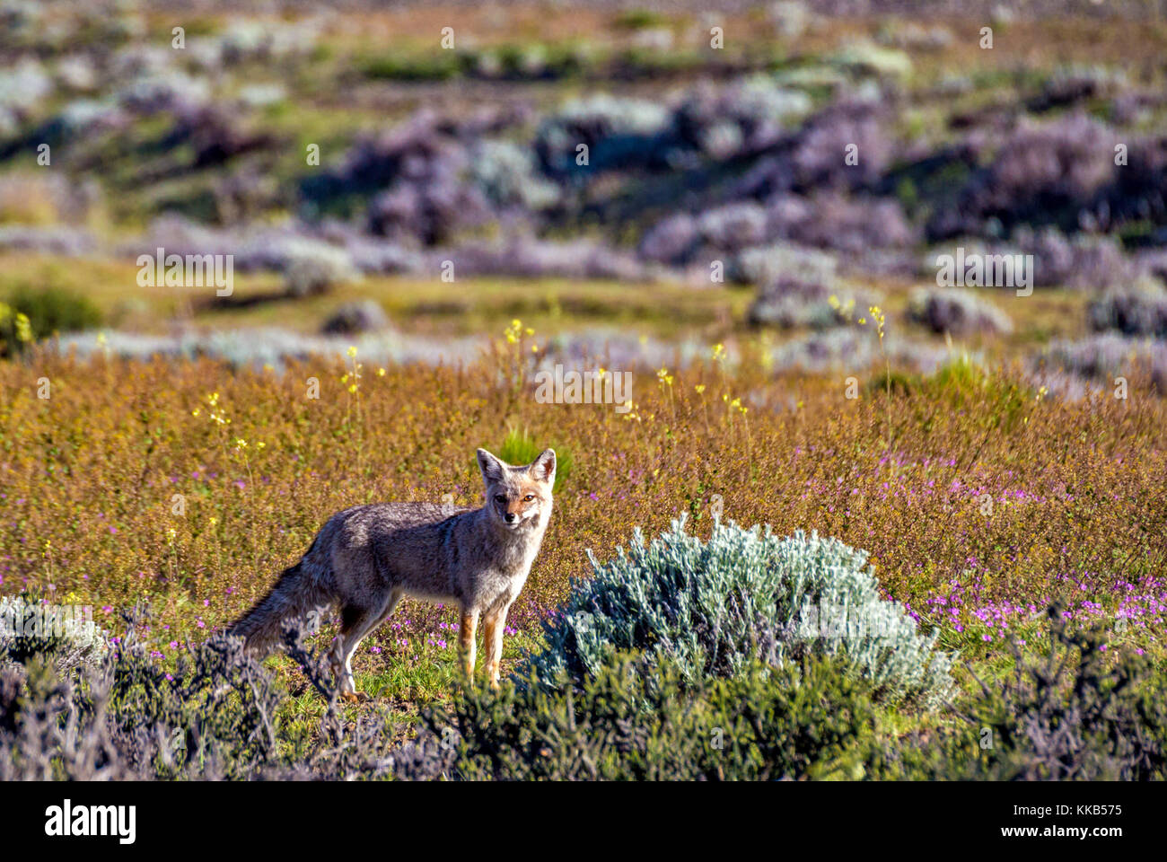 Red Fox at El Chalten. Santa Cruz, Argentina Stock Photo