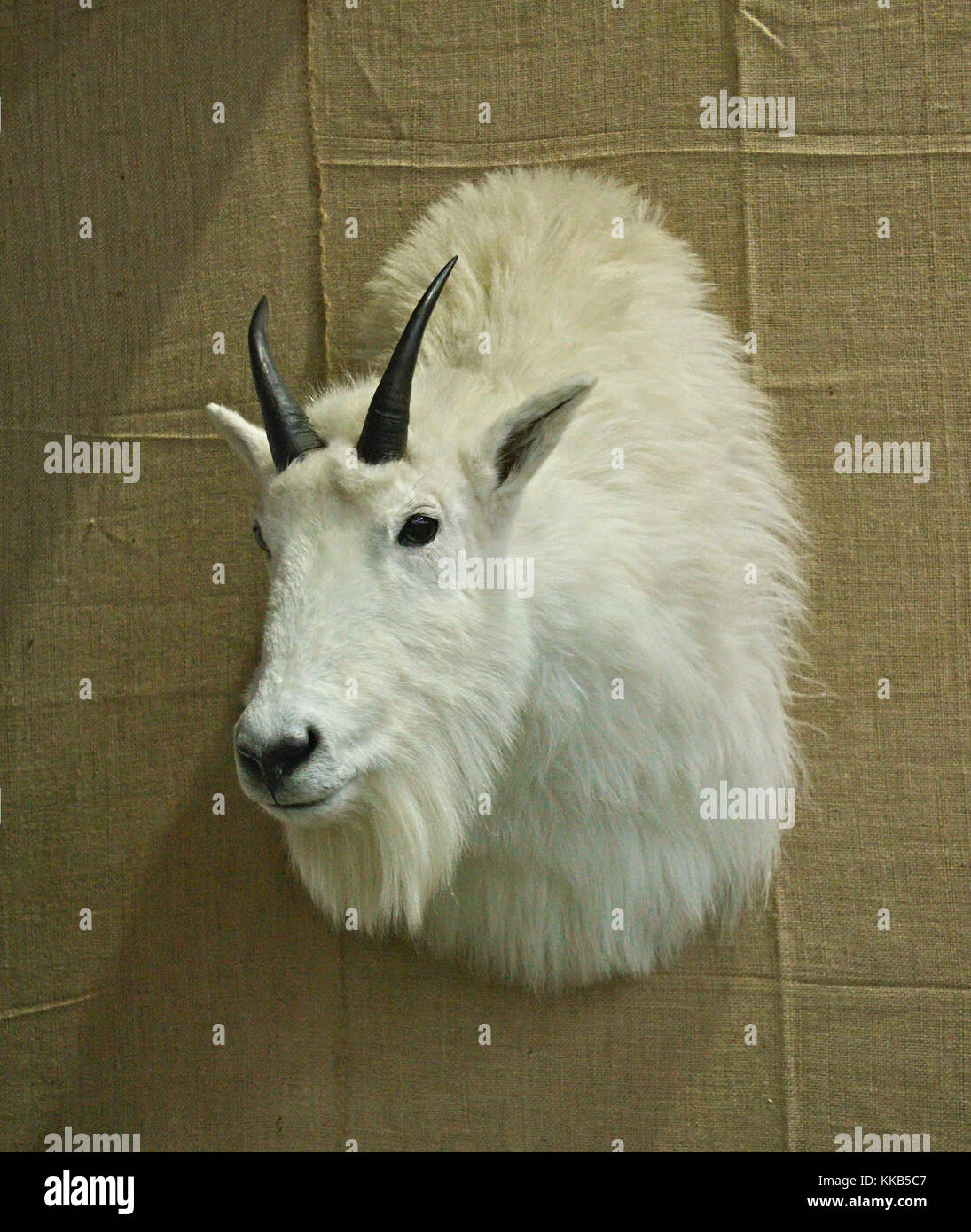 Goat stuffed animal hi-res stock photography and images - Alamy