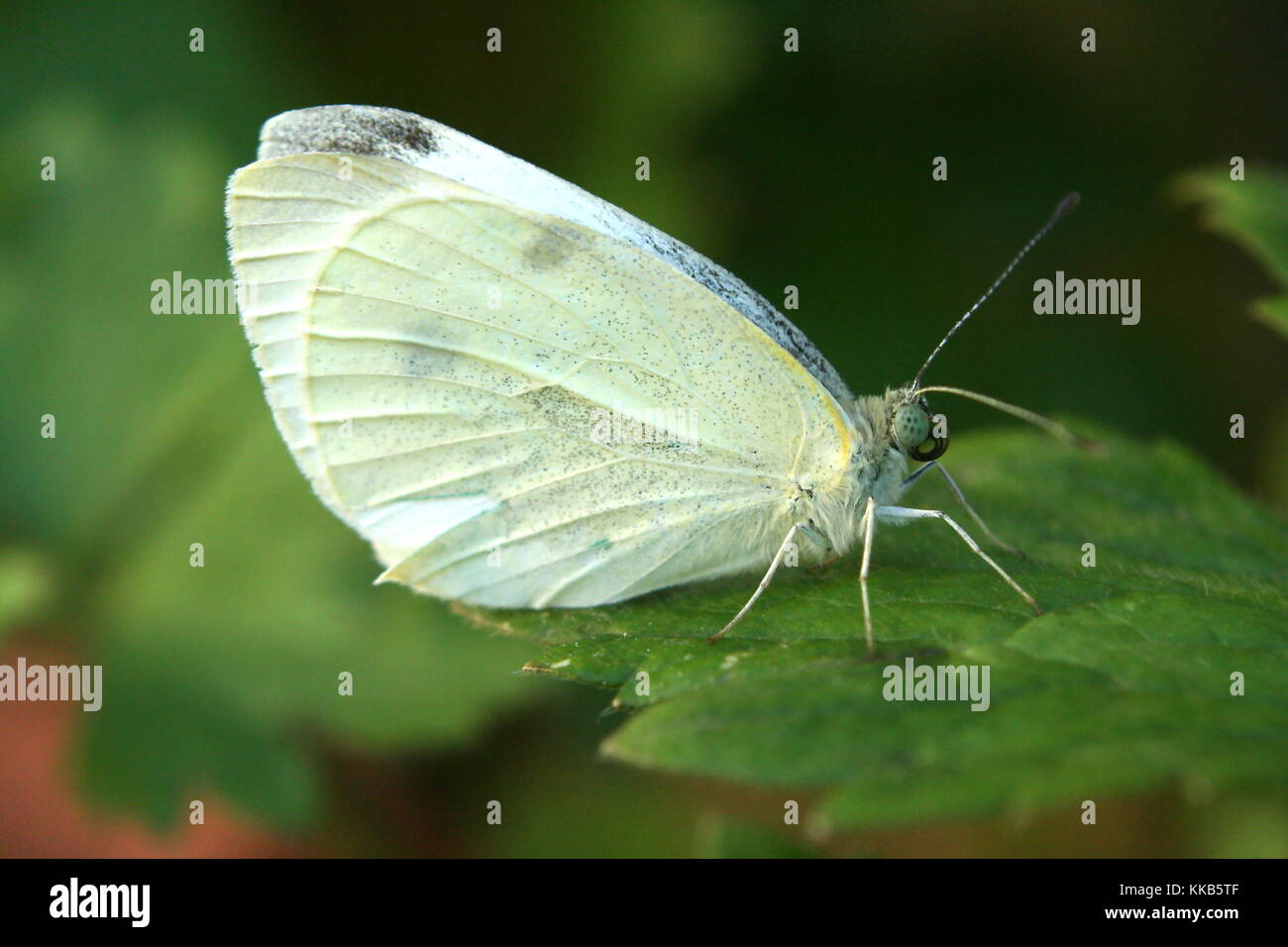 Cabbage White Butterfly, Pieris rapae. Stock Photo