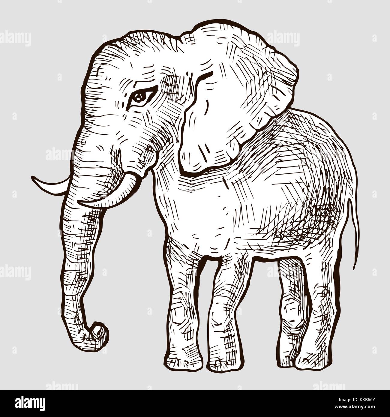 Elephant. Hand drawn Vector illustration, White background Stock Vector ...
