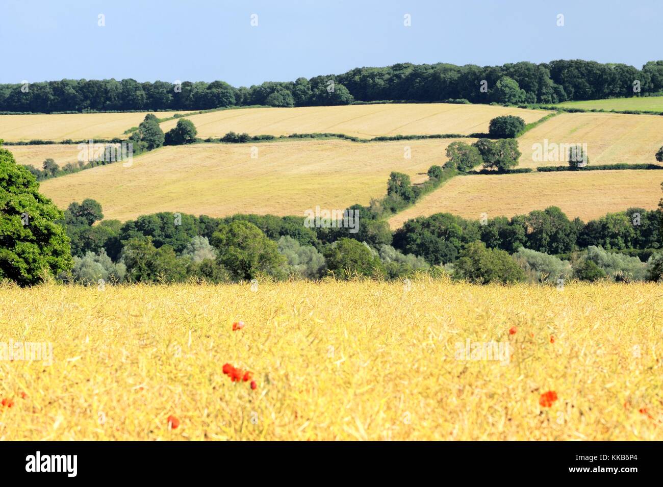 Grasses and poppies growing in English summer meadow hay field. South over farmland toward Chipping Norton, Oxfordshire, England Stock Photo