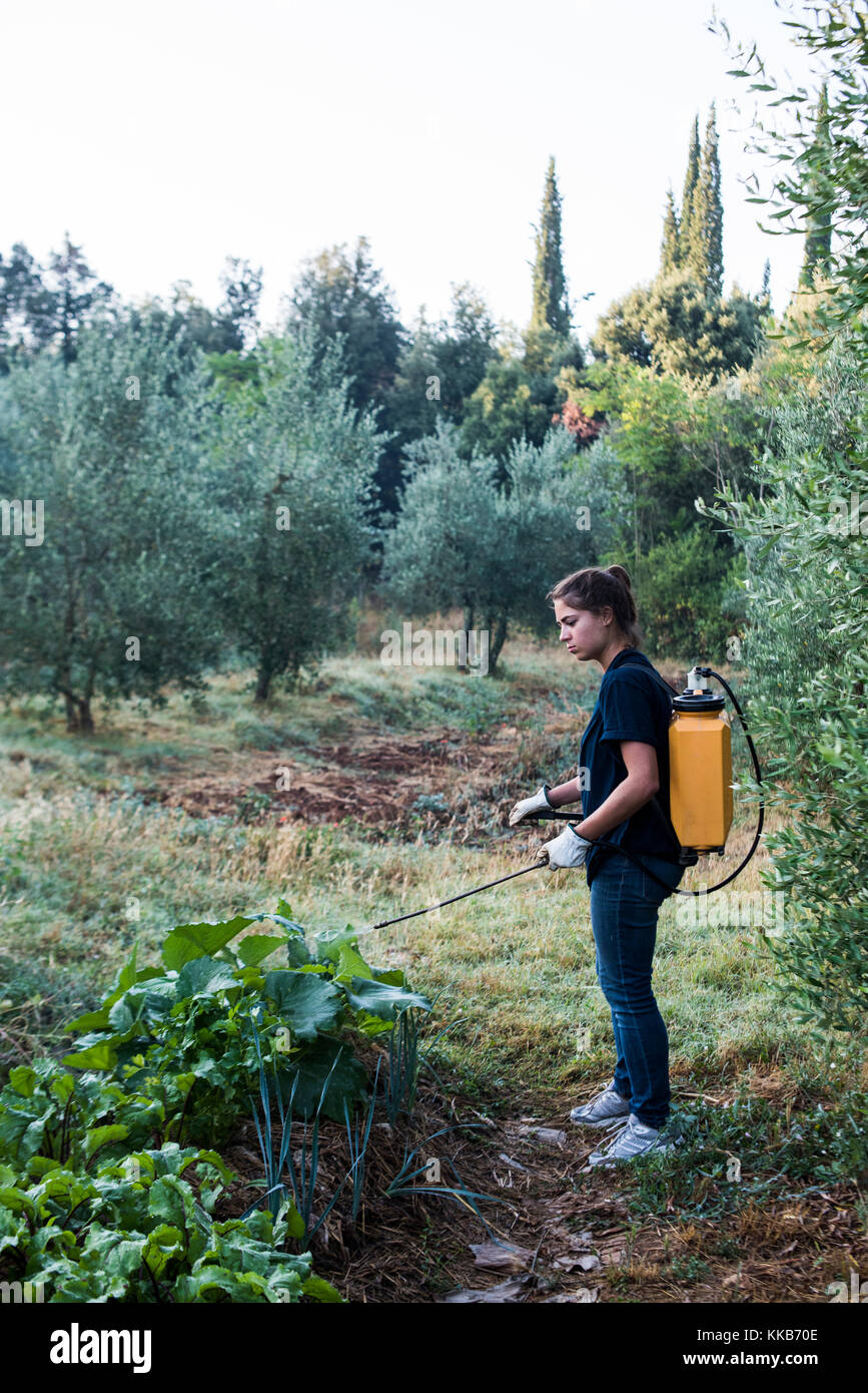 Tuscany, Italy - July 26, 2016: WWOOFer spraying natural micro organisms on garden, Tenuta di Spannocchia. Stock Photo