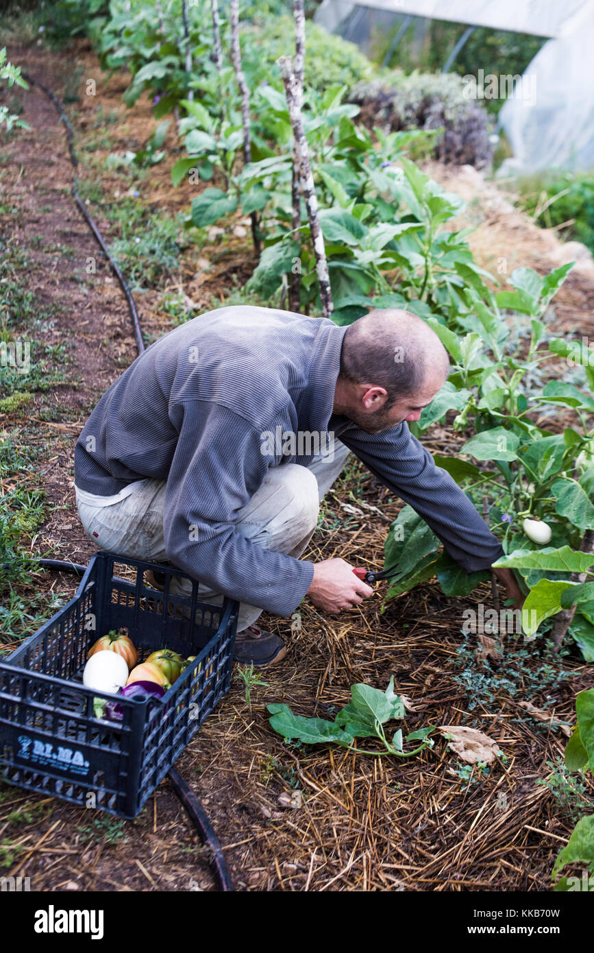 Tusany, Italy - July 26, 2016: Farmer harvesting vegetables on an Organic Farm. Tenuta di Spannocchia. Stock Photo