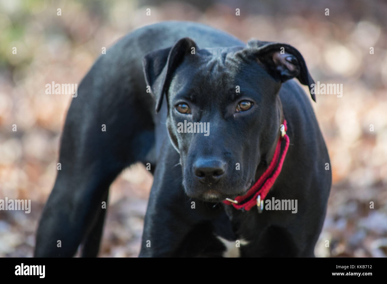 6 month old mixed breed black puppy, Plot hound and American Pit Bull mix Stock Photo