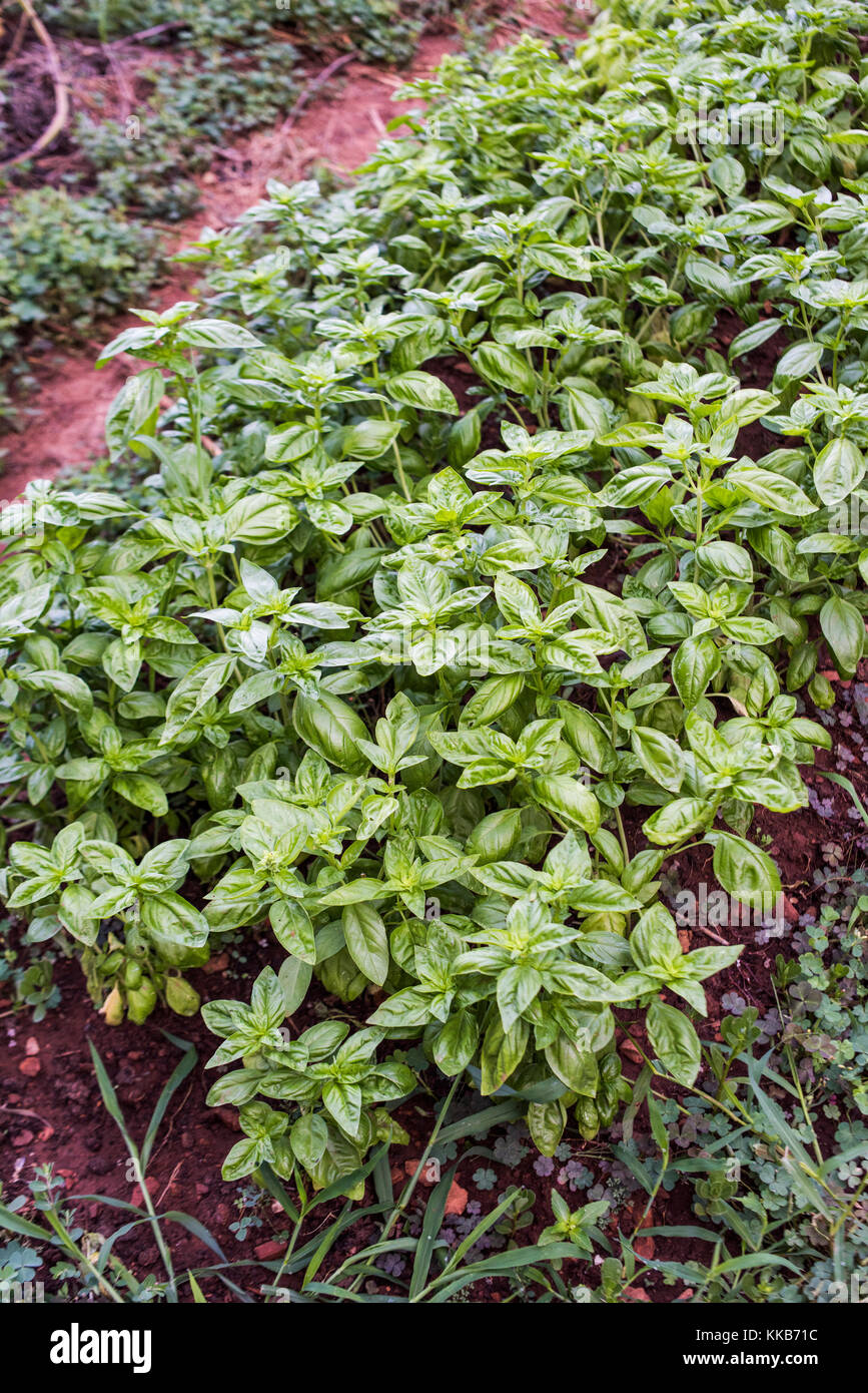 Basil growing in an Italian garden Stock Photo Alamy