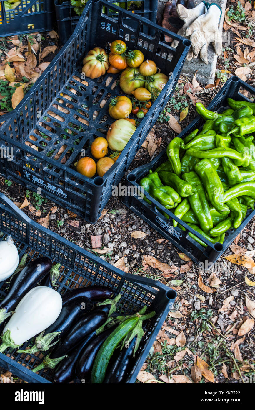 Crates of harvested vegetables. Stock Photo