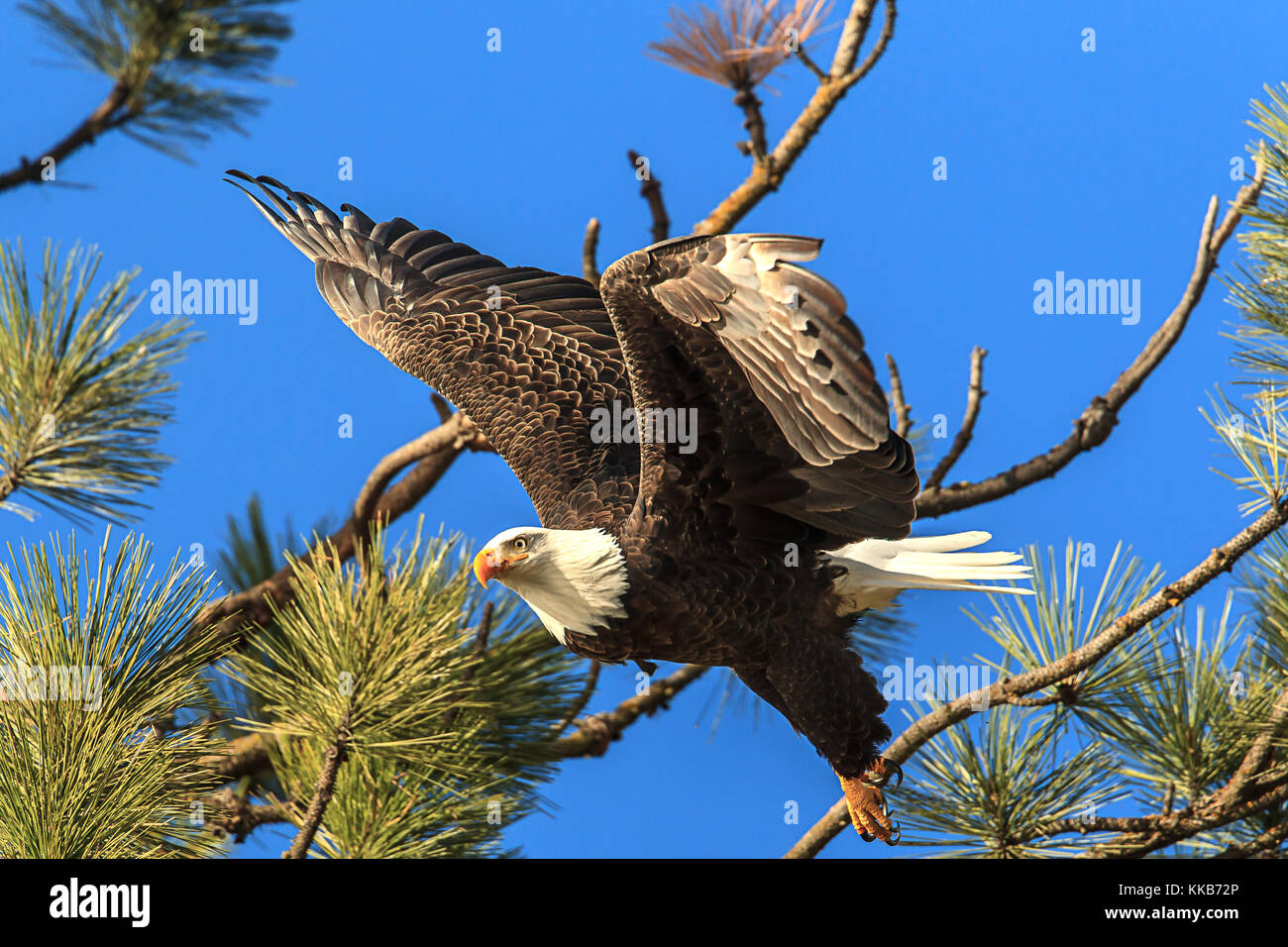 An American bald eagle flies off from a tree in search of food near Coeur d'Alene, Idaho Stock