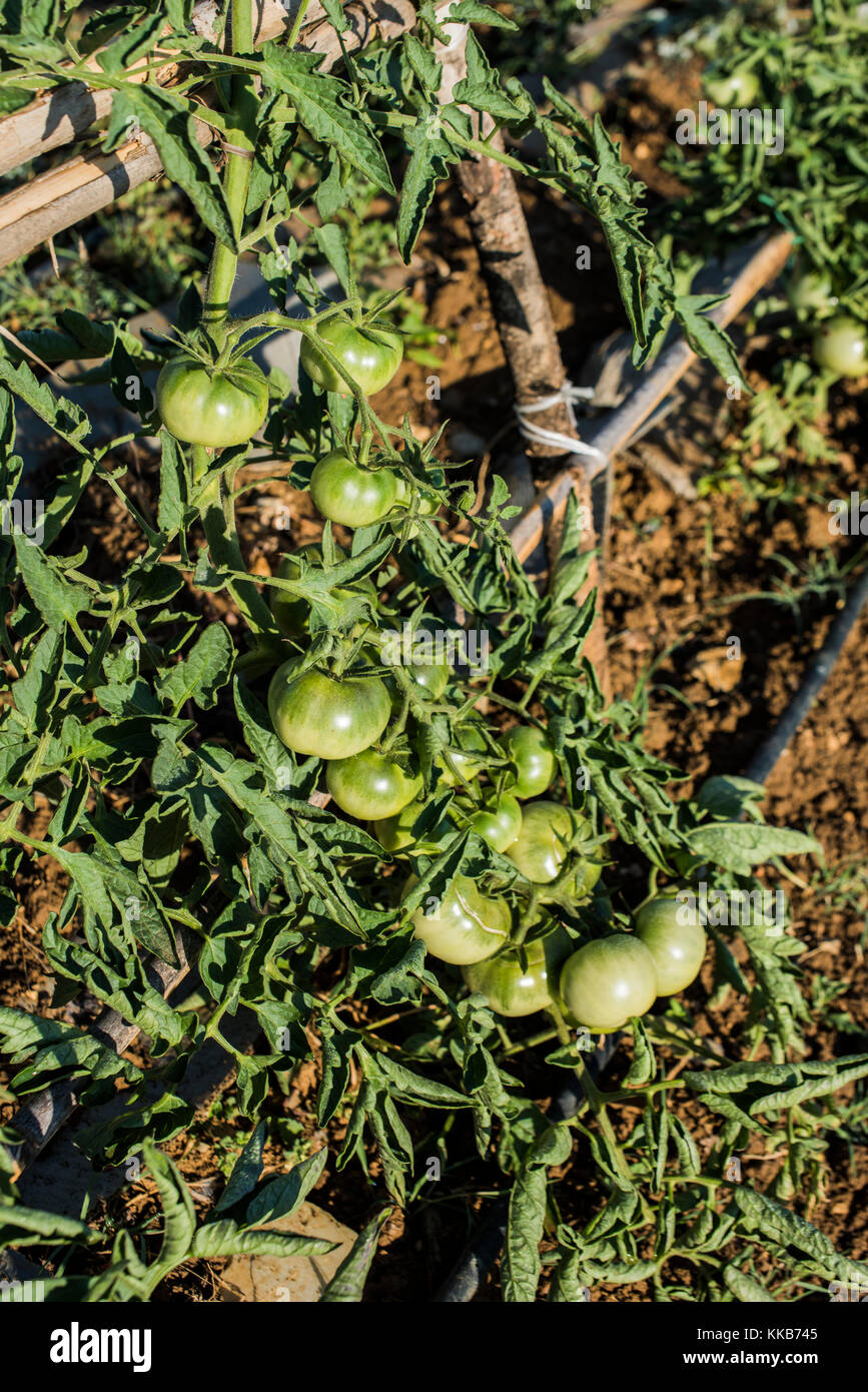 Tomatoes in garden, Siena, Italy. Stock Photo