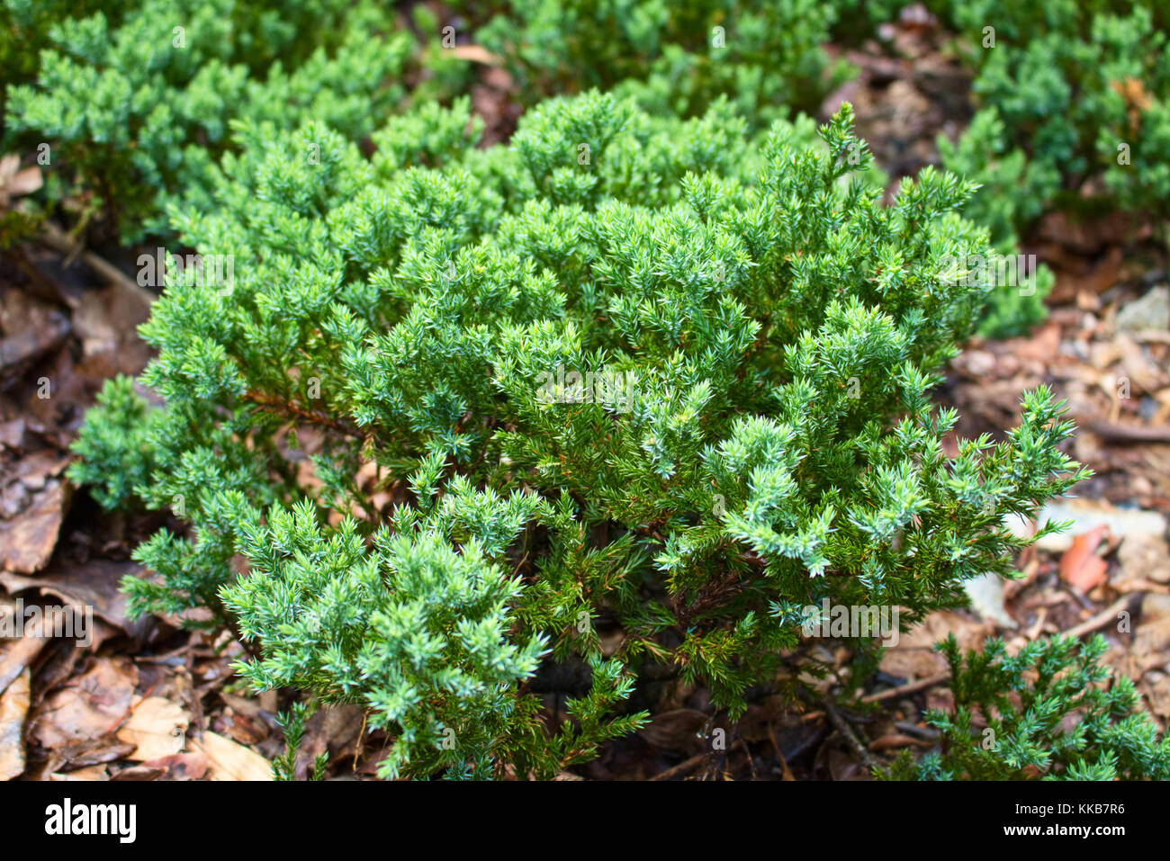 A close-up image of dwarf connifer. Stock Photo