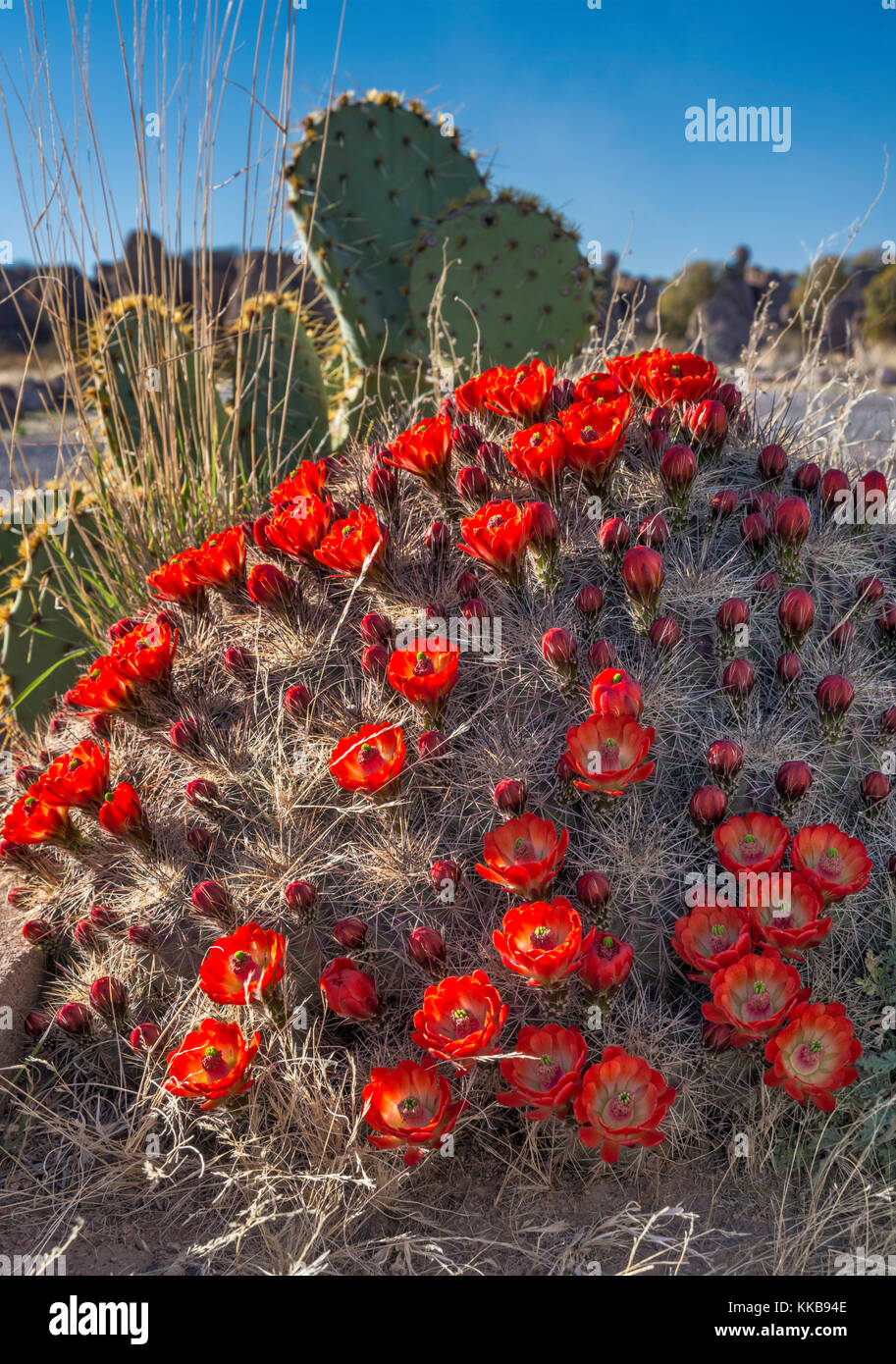 Claret cup cactus, Echinocereus triglochidiatus, City of Rocks State Park, New Mexico, USA Stock Photo