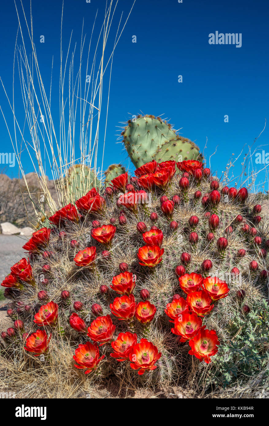 Claret cup cactus, Echinocereus triglochidiatus, City of Rocks State Park, New Mexico, USA Stock Photo