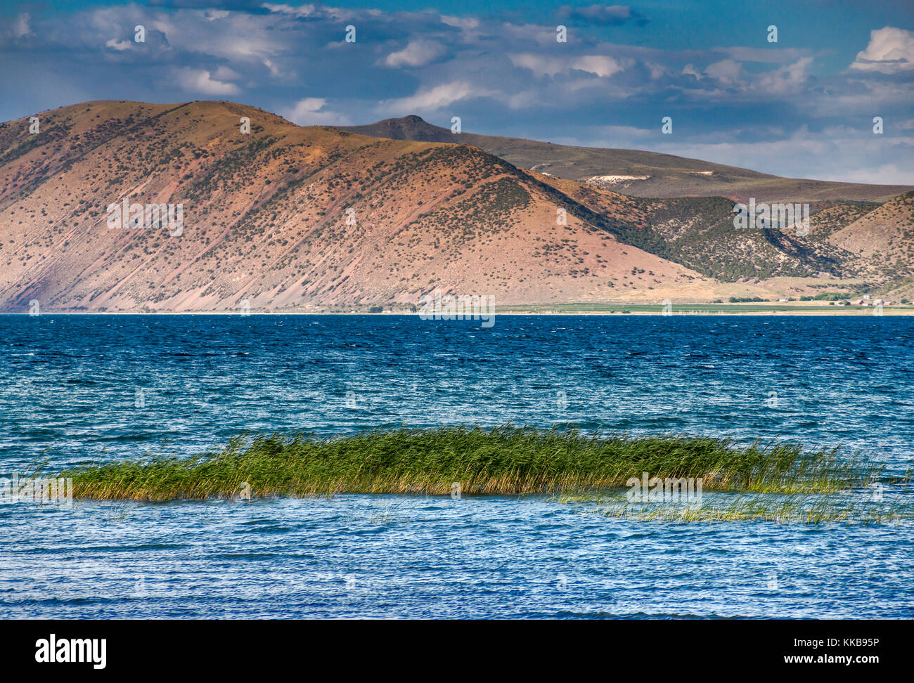Reed near shore of Bear Lake, Black Mountain in distance, Bear Lake ...