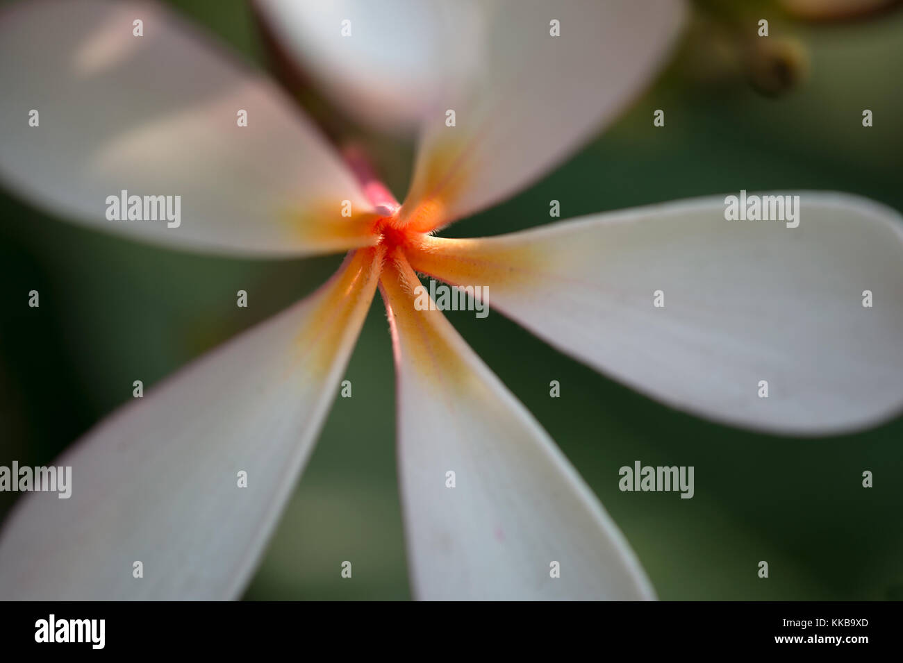 Closeup picture of Plumeria or Frangipani flower in various colours with blur - good for backgrounds Stock Photo
