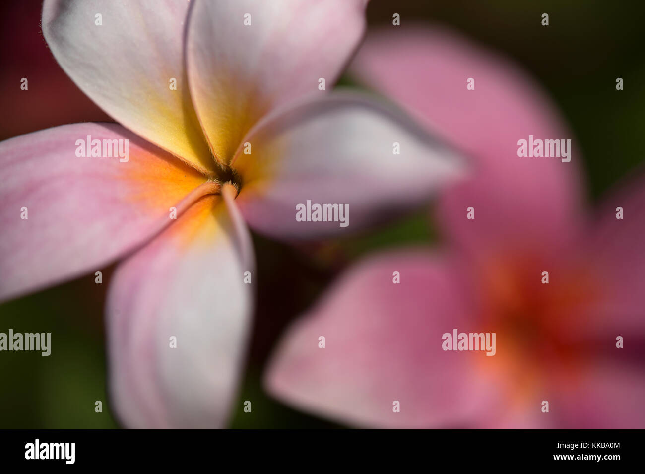 Closeup picture of Plumeria or Frangipani flower in various colours with blur - good for backgrounds Stock Photo